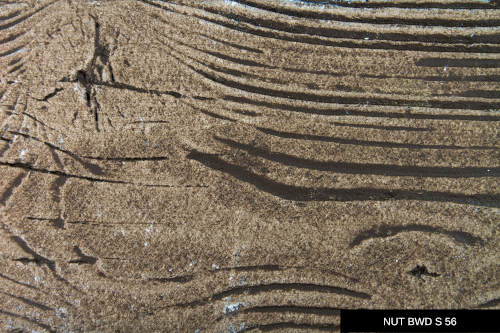 ../images/plaster/palette-ws/NUT BWD S 56.png